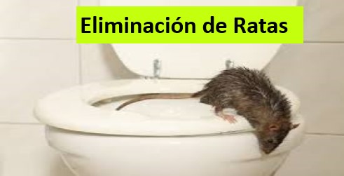 Servicio de DESRATIZACION de RATA, RATON en Lima